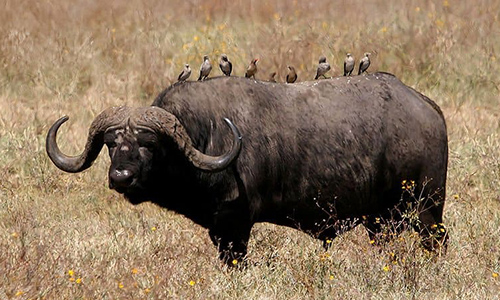 6 Days Wildlife safaris & Zanzibar