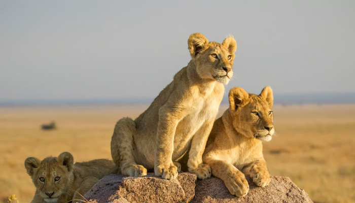 Tanzania Safari