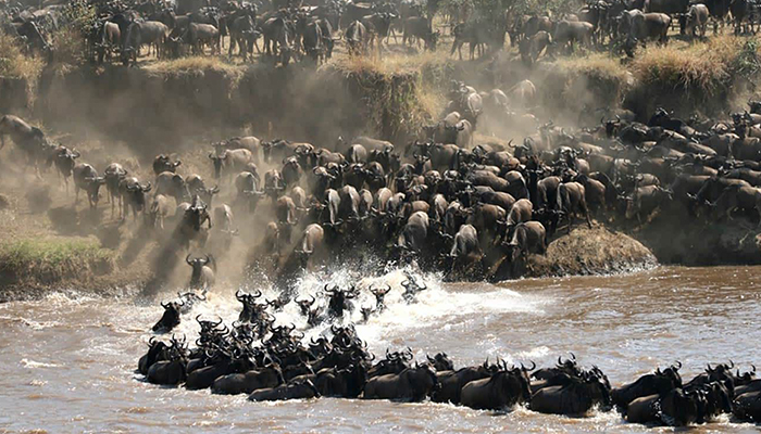 Migration